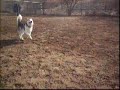 taz-at-the-dog-park.html