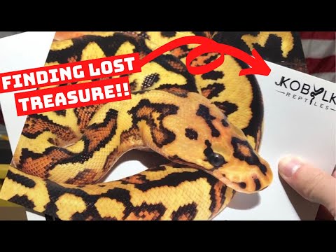 YouTube reptile video