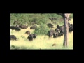Battle of Kruger 2 - Buffalo vs Lion (29 Feb