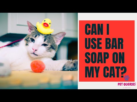 Can i use Bar soap on my cat? | Can I use human soaps on my cats? | #petqueries