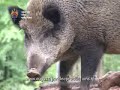 Wolves attack Red Deer