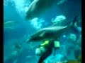 ocean park2 ocean park2