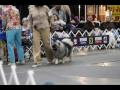 Jun 2010 Keeshond entry at the Colorado Springs AKC Dog Show