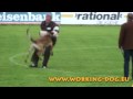 Trailer DMC Championat 2009 Waldmünchen Malinois