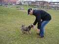 Tibetaanse terriër