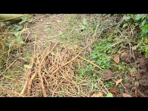 how to harvest marshmallow root