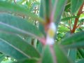 videos de Froghopper (Philaenus Spumarius)