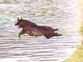 Slow Motion Long Jumping Dog - Casio Exilim EX-F1, High Speed 300fps