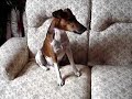 Meu cão Kiko cantando!!!