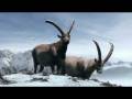 videos de NEU! Graubünden Steinböcke Nebel Spot