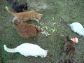 Myrtle Mae vs. Kittehs: French Fry Edition Myrtle Mae vs. Kittehs: French Fry Edition
