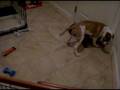Old English Bulldog & American Bulldog