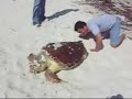Tortuga muerta hallada en Progreso Tortuga muerta hallada en Progreso