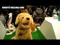 Fuji Film Demos Pet Smile Camera Using Robots