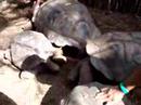 Turtles in Prison Island
