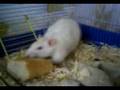 videos de rattus