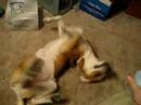 Air Freshner Dog