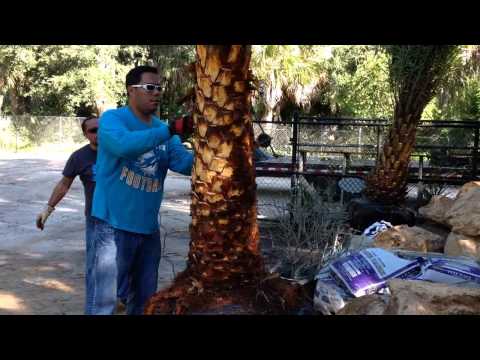 how to fertilize sylvester palm