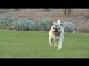 Funky Puggies Funky Puggies