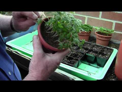 how to transplant asters