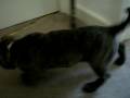 videos de Bailey pt 4 10122008