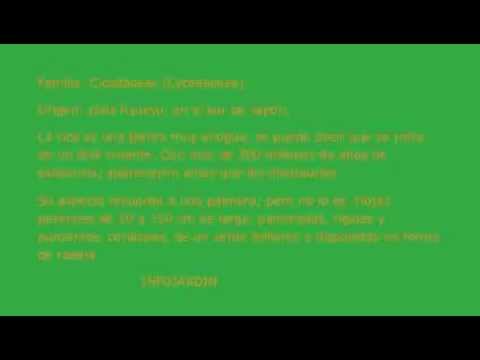 how to transplant cycas revoluta