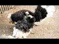 ダチョウのダンス