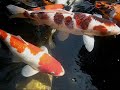 Hand Feeding Nishikigoi (Koi) 04-05-2007 Part 1 Hand Feeding Nishikigoi (Koi) 04-05-2007 Part 1