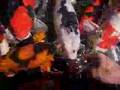 Hand Feeding Nishikigoi (Koi) 04-05-2007 Part 1