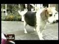 Geraldo At Large (Animal Obesity with Dr. Sara Granberg)