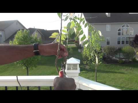 how to care curry leaf plant