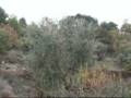 videos de cacciainspagna.com
