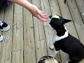 Smart Pet Trick - BONGO - Axe Music Mascot