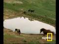videos de Only Equestrians Know Love
