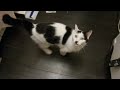 Click here to watch this video 猫カフェ ミーシス 横浜「ひげくまの特技」