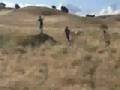 videos de Eje con las obejas!