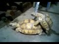 tortugas en lo intimo -1-