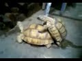 tortugas en lo intimo -1-