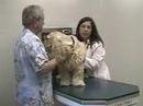 Cynthia Stroup, DVM Yearly Exams Cynthia Stroup, DVM Yearly Exams