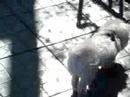 Henry the dog in Carl Shultz park