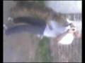 videos de videos de moly.mpg