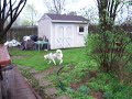 Ringo in the yard