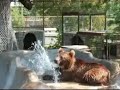 Grizzly bear plays in his waterfall [bigcat.org]