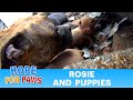 Dog rescue: How an iPhone saved the lives of five puppies