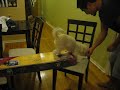 havanese circus training