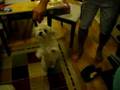 Bichón Habanero video