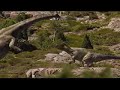 Allosaure vs Diplodocus