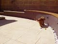 amazing dog trick