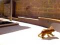 amazing dog trick