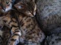 Cats-occupying-a-chair.